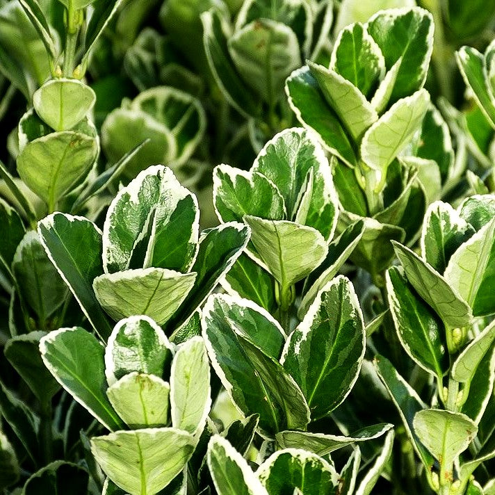 Japanischer Spindelstrauch 'Bravo' (Euonymus japonicus)