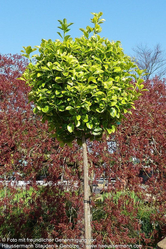 Japanischer Spindelstrauch 'Elegantissima Aurea' (Euonymus japonicus)