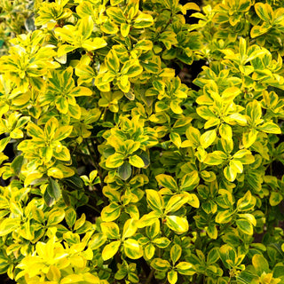 Japanischer Spindelstrauch 'Elegantissima Aurea' (Euonymus japonicus)