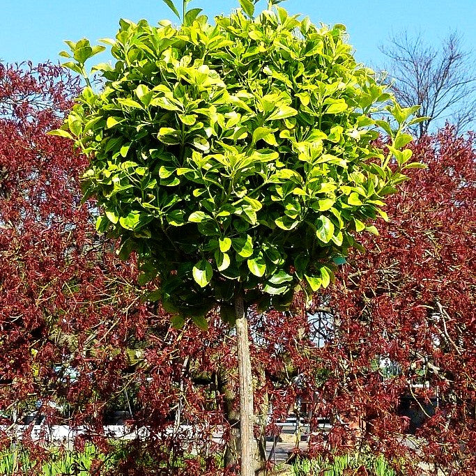 Japanischer Spindelstrauch 'Elegantissima Aurea' (Euonymus japonicus)
