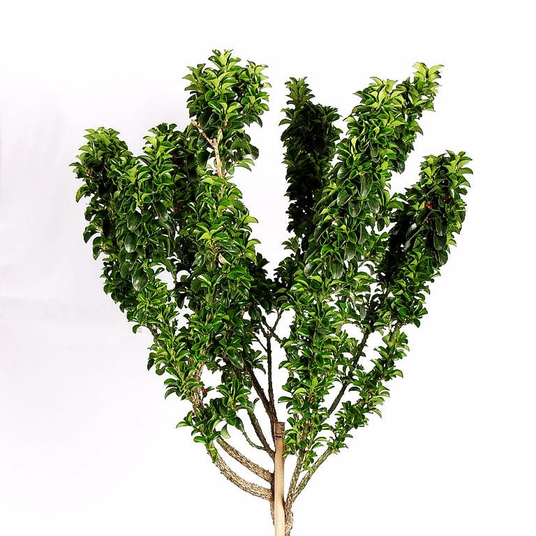 Japanischer Spindelstrauch 'Green Rocket' (Euonymus japonicus)