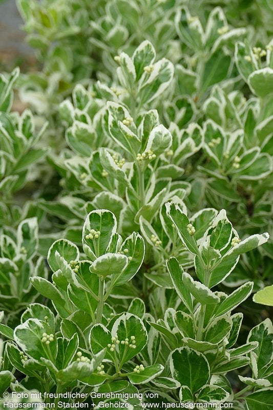 Japanischer Spindelstrauch 'Kathy' (Euonymus japonicus)