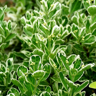 Japanischer Spindelstrauch 'Kathy' (Euonymus japonicus)