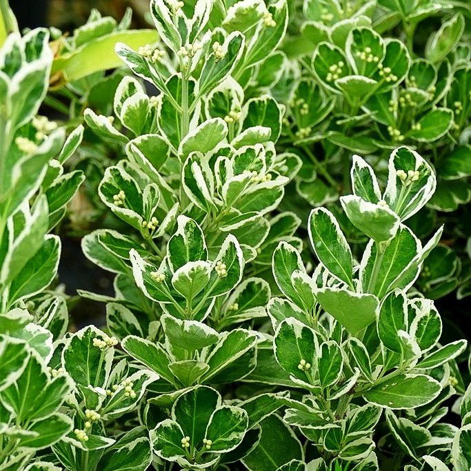 Japanischer Spindelstrauch 'Kathy' (Euonymus japonicus)