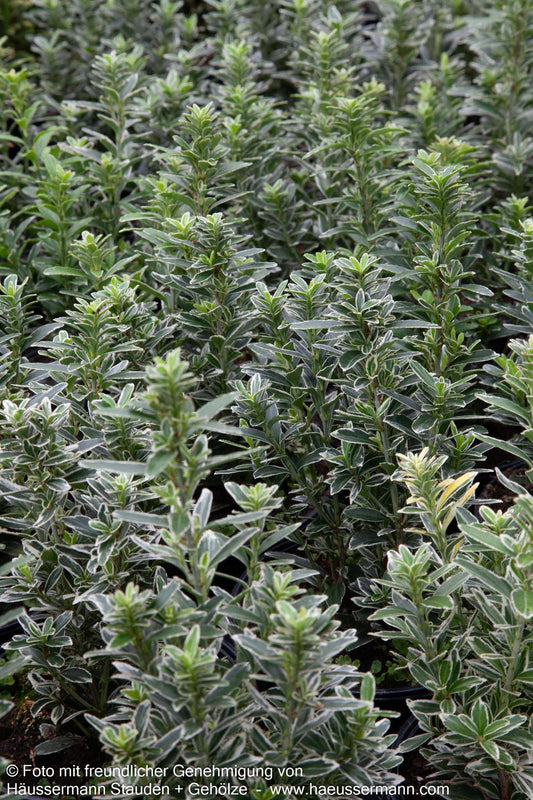 Japanischer Spindelstrauch 'Microphyl.Albovarieg.' (Euonymus japonicus)