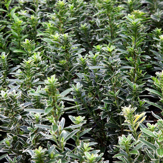 Japanischer Spindelstrauch 'Microphyl.Albovarieg.' (Euonymus japonicus)