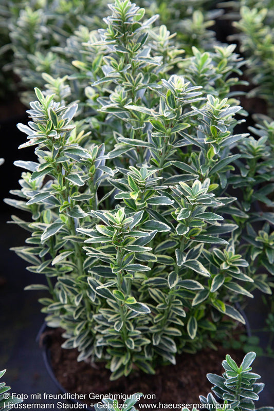 Japanischer Spindelstrauch 'Microphyl.Aureovar.' (Euonymus japonicus)