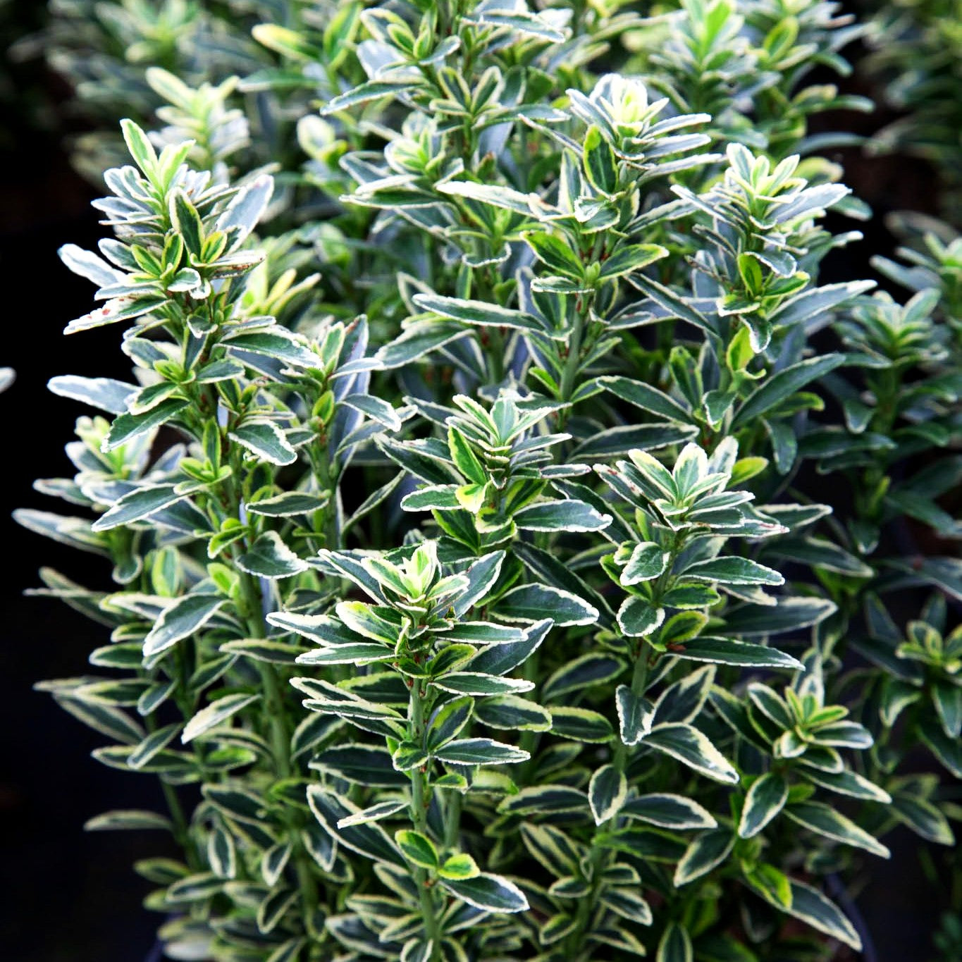 Japanischer Spindelstrauch 'Microphyl.Aureovar.' (Euonymus japonicus)