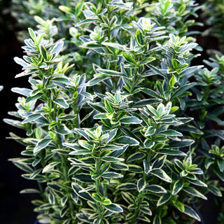 Japanischer Spindelstrauch 'Microphyl.Aureovar.' (Euonymus japonicus)