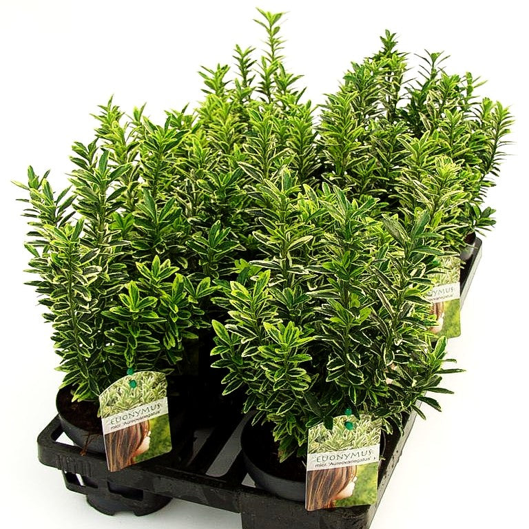 Japanischer Spindelstrauch 'Microphyl.Aureovar.' (Euonymus japonicus)