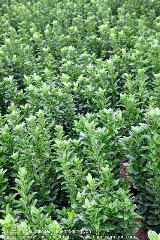 Japanischer Spindelstrauch 'Microphyllus' (Euonymus japonicus)