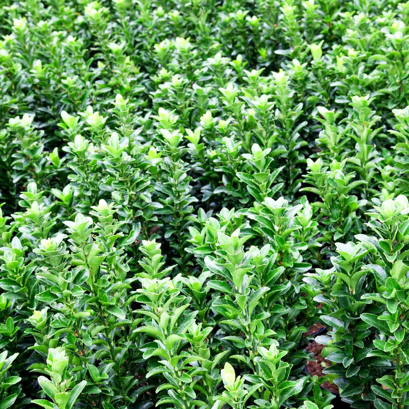 Japanischer Spindelstrauch 'Microphyllus' (Euonymus japonicus)