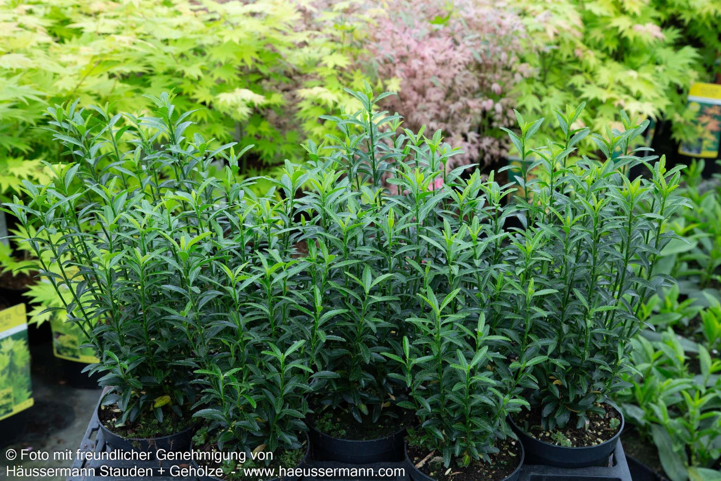 Japanischer Spindelstrauch 'Microphyllus' (Euonymus japonicus)