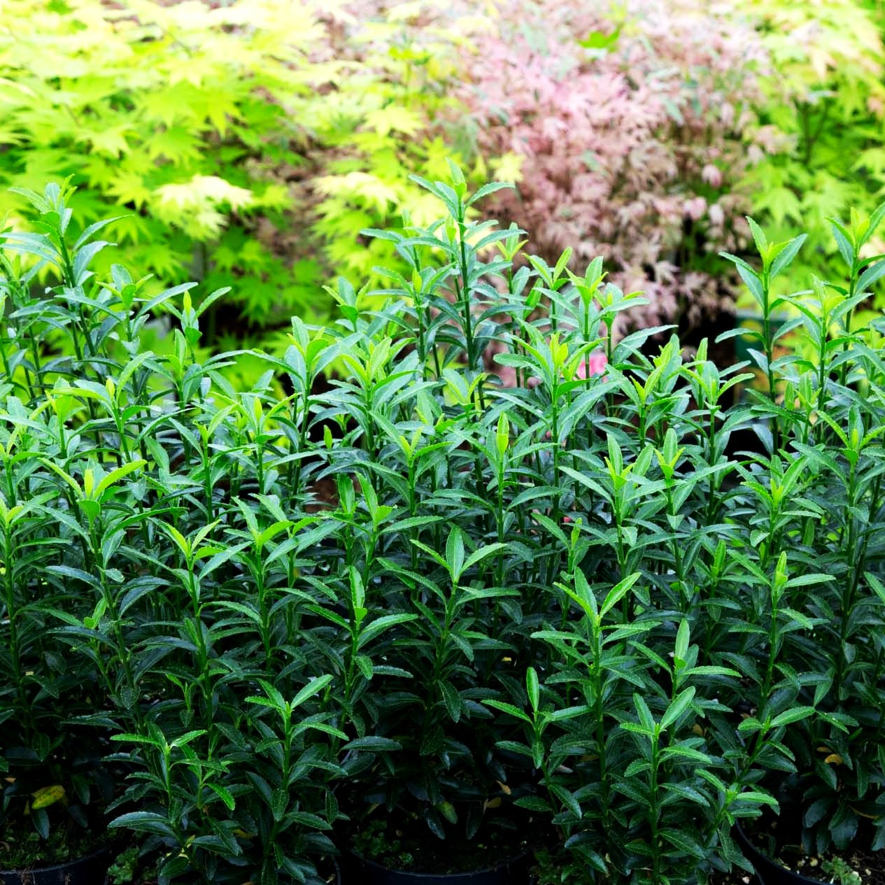 Japanischer Spindelstrauch 'Microphyllus' (Euonymus japonicus)