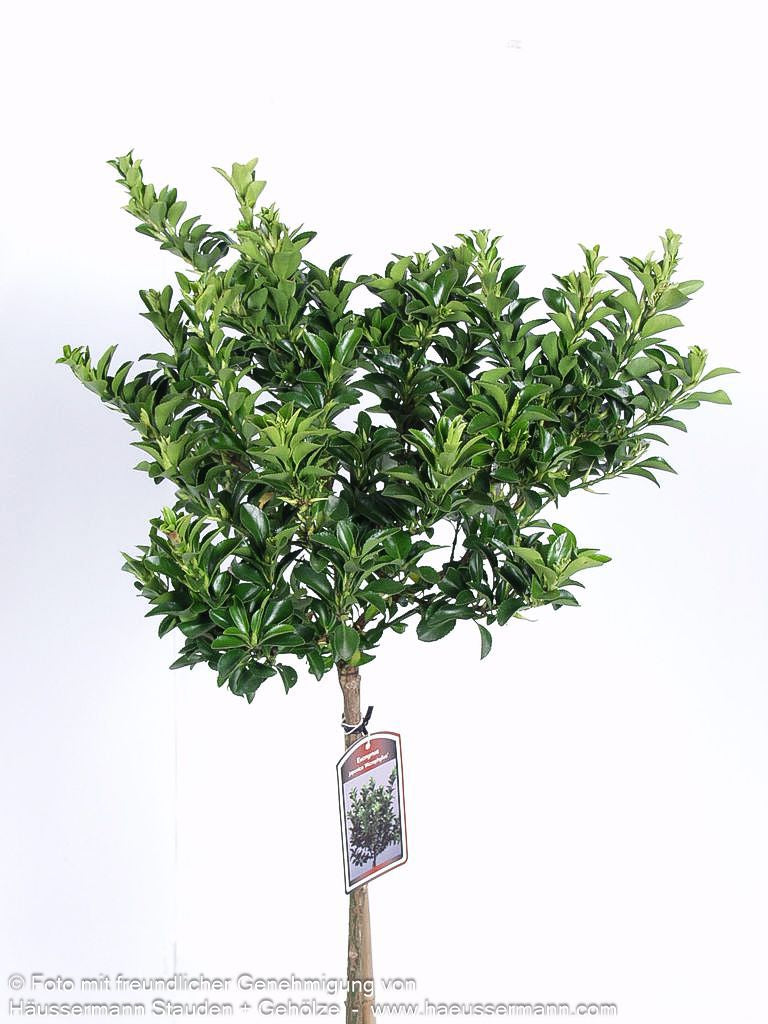 Japanischer Spindelstrauch 'Microphyllus' (Euonymus japonicus)