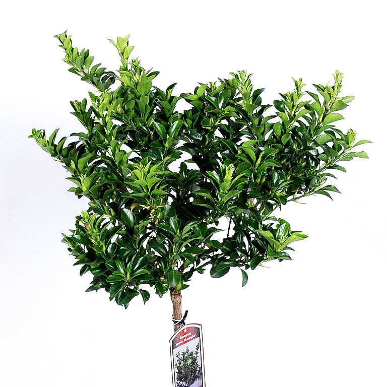 Japanischer Spindelstrauch 'Microphyllus' (Euonymus japonicus)