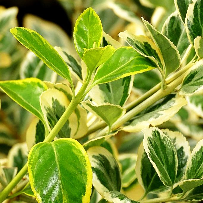 Japanischer Spindelstrauch 'President Gauthier' (Euonymus japonicus)