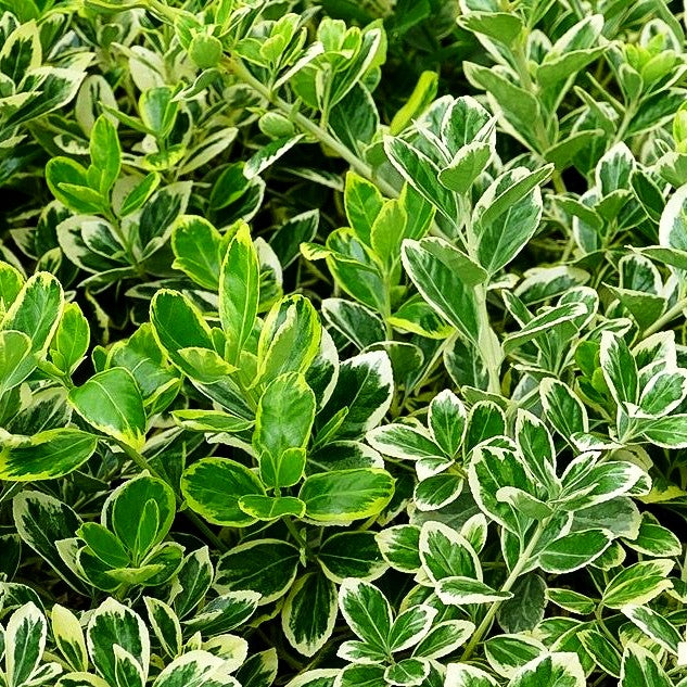 Japanischer Spindelstrauch 'President Gauthier' (Euonymus japonicus)
