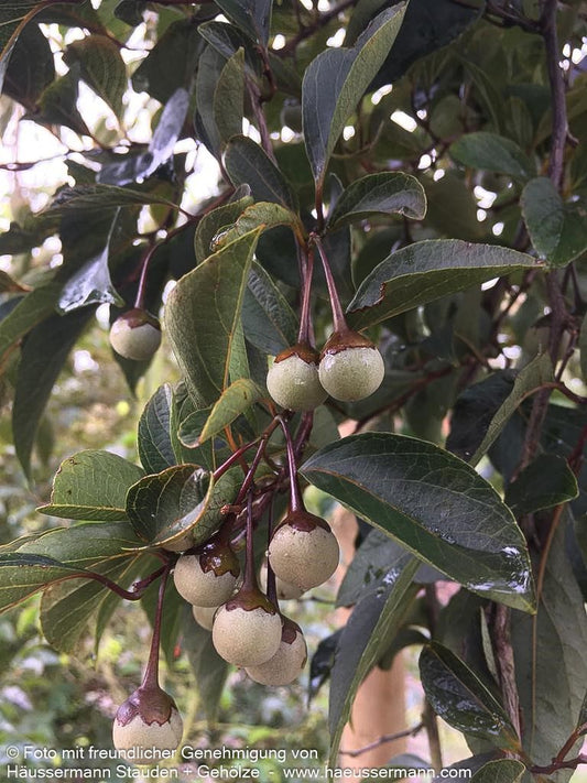 Japanischer Storaxbaum 'Evening Light' (Styrax japonicus)
