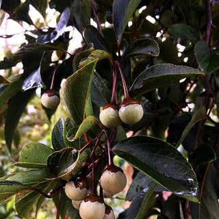 Japanischer Storaxbaum 'Evening Light' (Styrax japonicus)