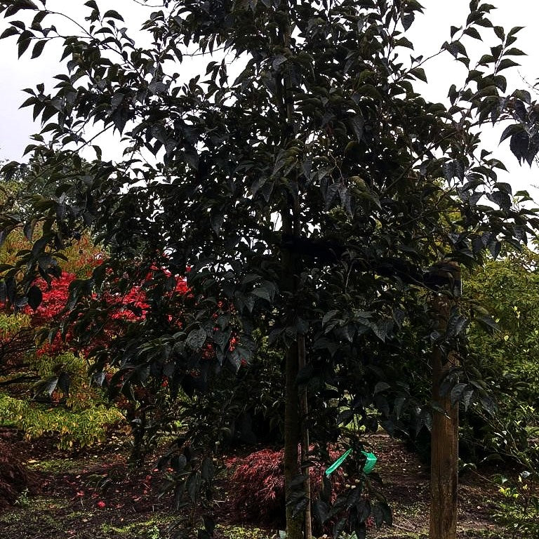 Japanischer Storaxbaum 'Evening Light' (Styrax japonicus)
