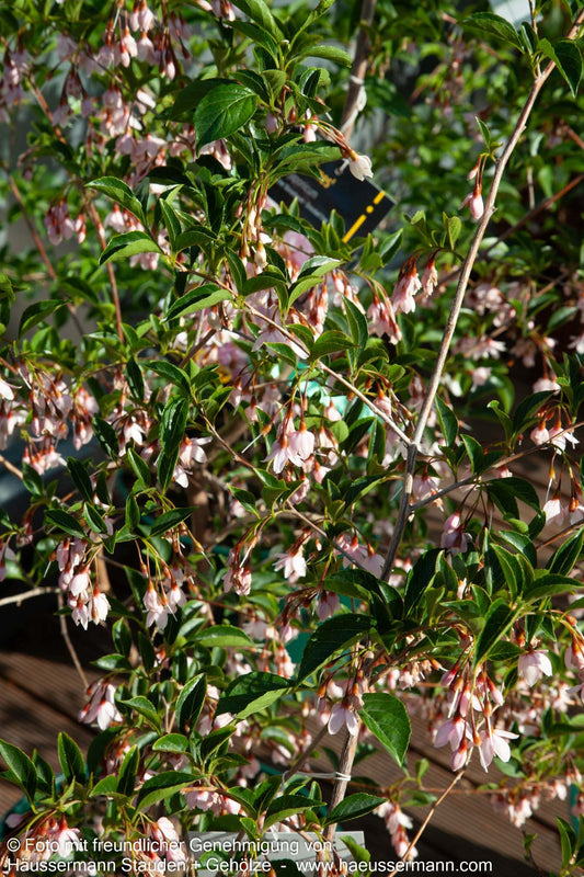 Japanischer Storaxbaum 'Pink Chimes' (Styrax japonicus)