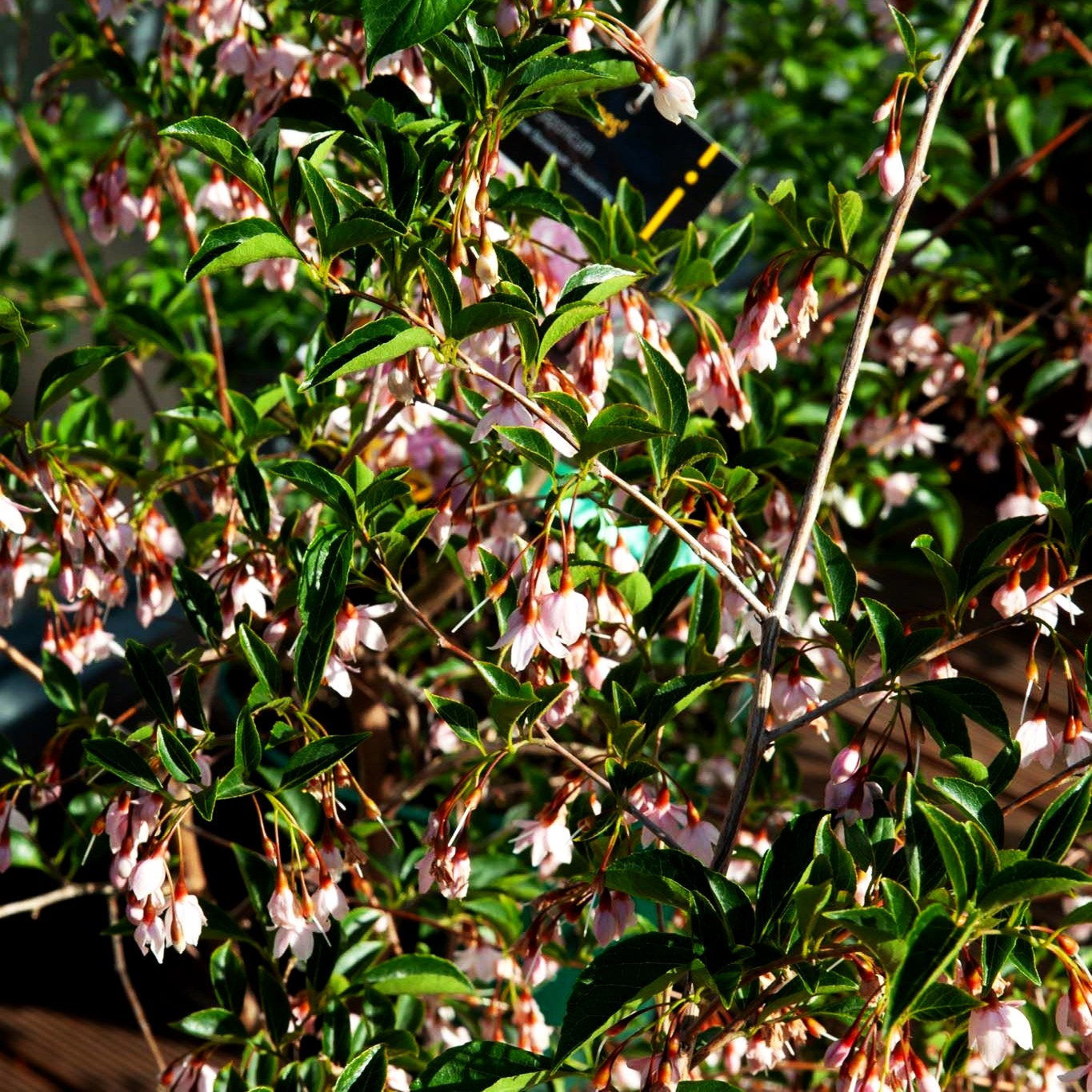 Japanischer Storaxbaum 'Pink Chimes' (Styrax japonicus)