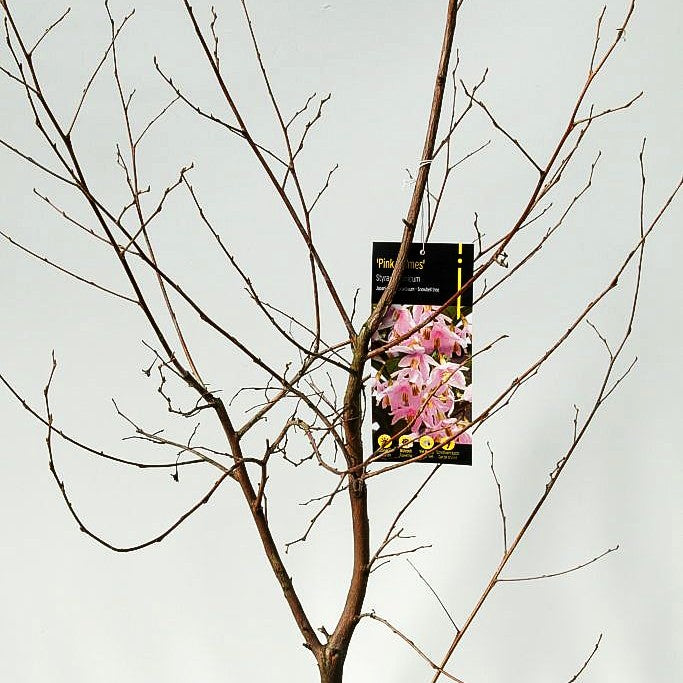 Japanischer Storaxbaum 'Pink Chimes' (Styrax japonicus)