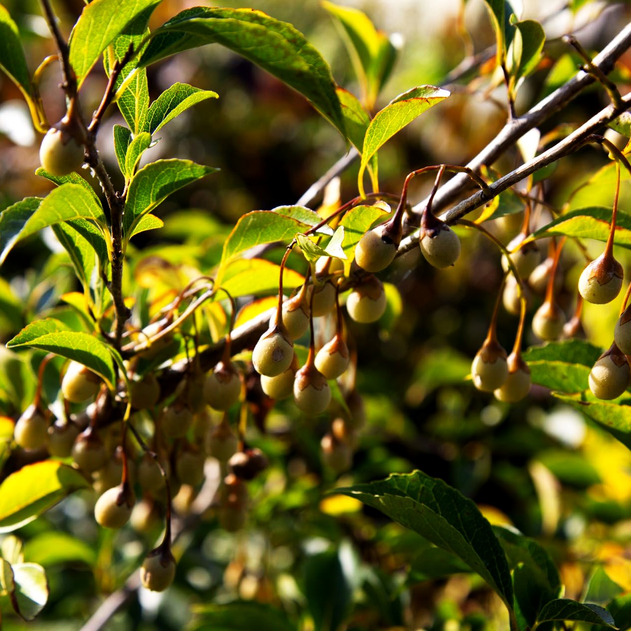 Japanischer Storaxbaum 'Pink Chimes' (Styrax japonicus)