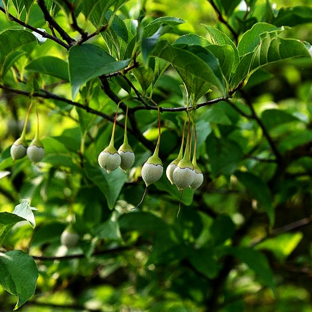 Japanischer Storaxbaum (Styrax japonicus)