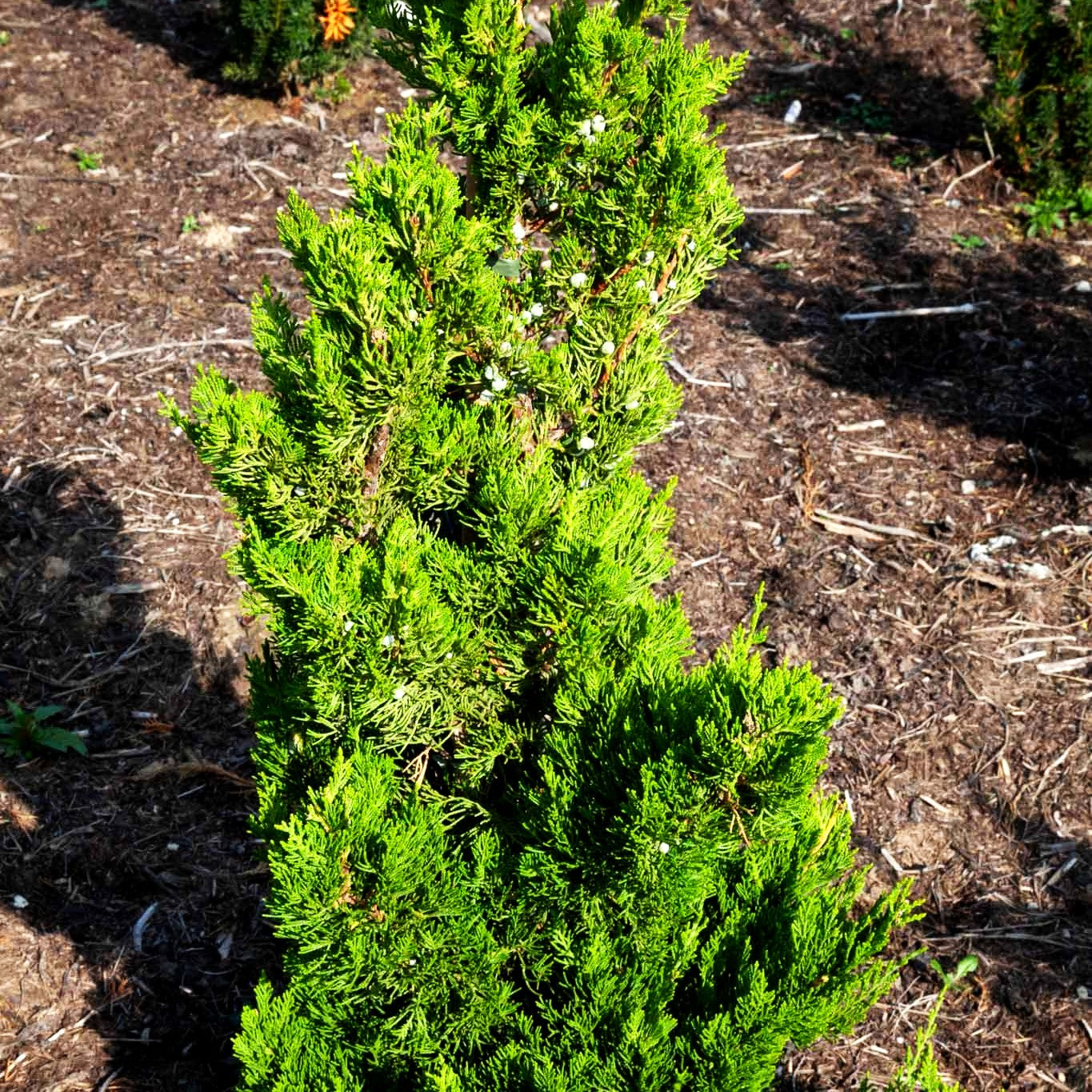 Japanischer Strauch-Wacholder 'Kaizuka' (Juniperus chin.)