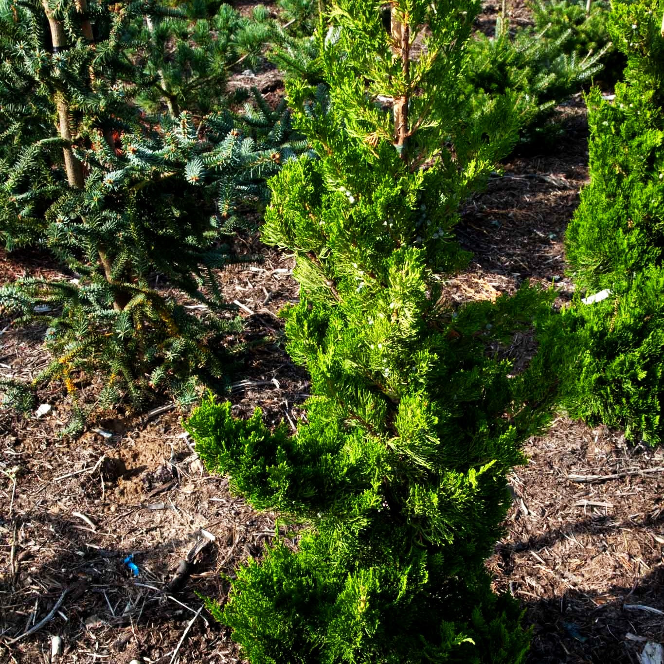Japanischer Strauch-Wacholder 'Kaizuka' (Juniperus chin.)