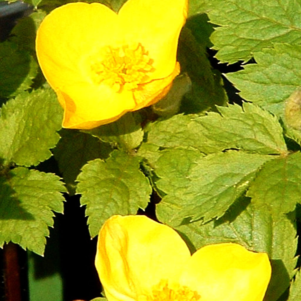 Japanischer Waldmohn (Hylomecon japonica)