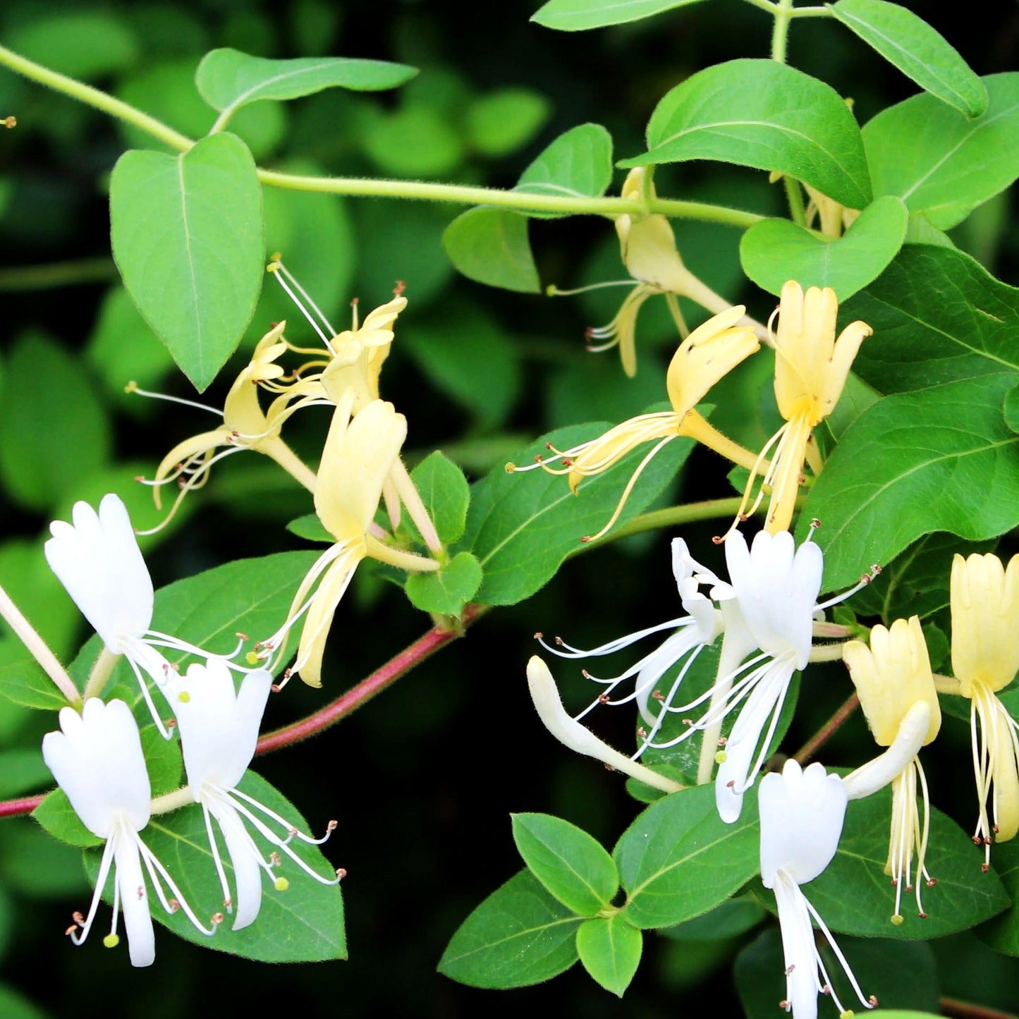 Japanisches Geißblatt 'Halliana' (Lonicera japonica)
