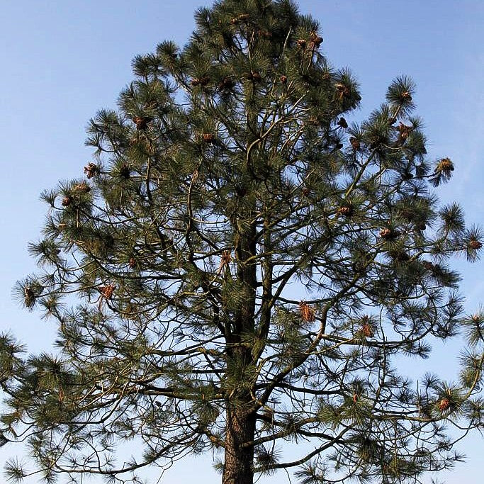 Jeffrey-Kiefer (Pinus jeffreyi)