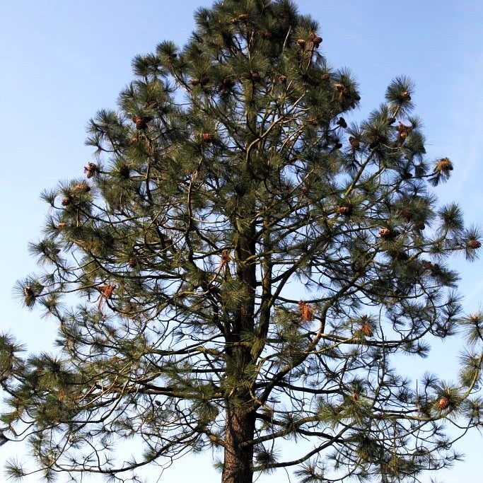 Jeffrey-Kiefer (Pinus jeffreyi)
