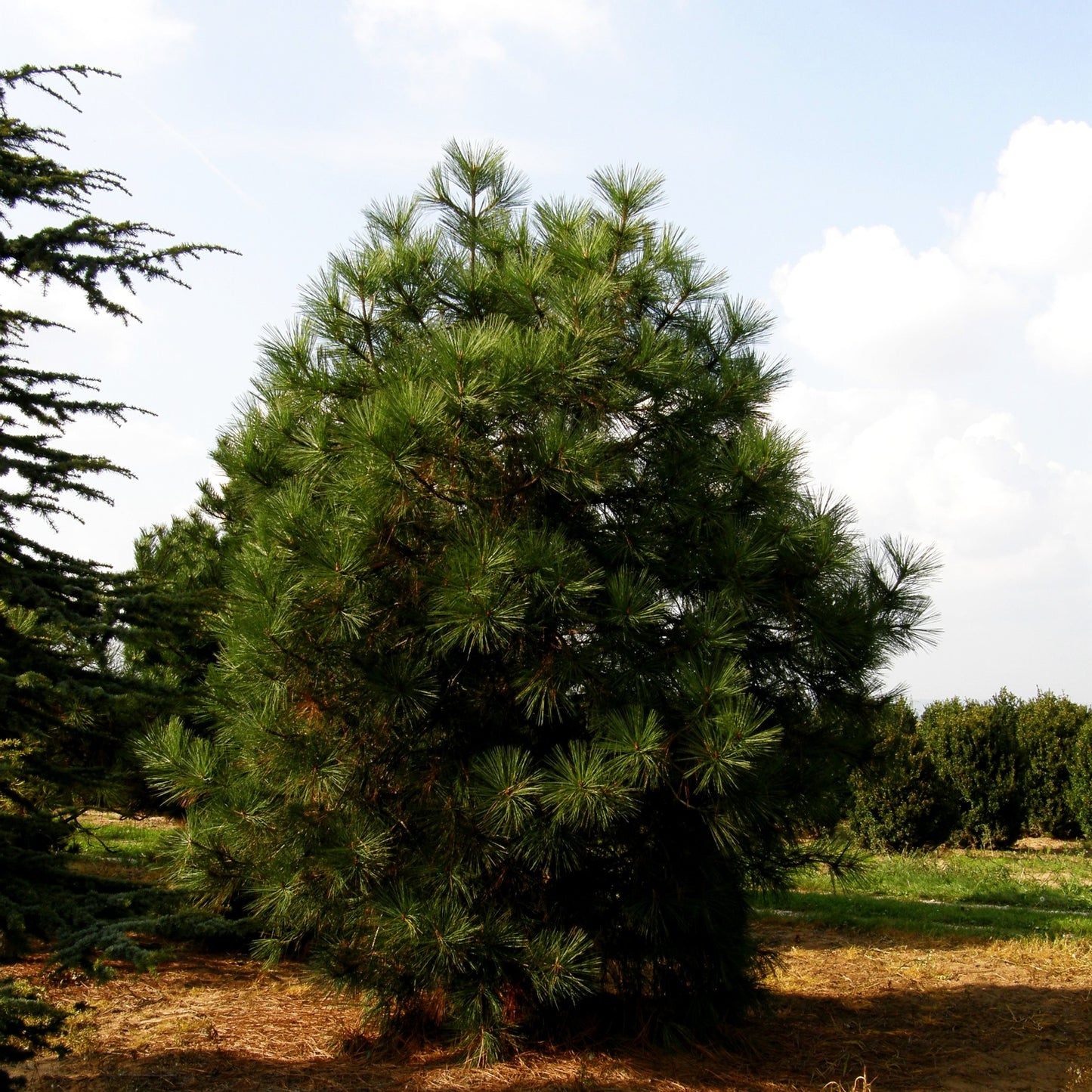Jeffrey-Kiefer (Pinus jeffreyi)
