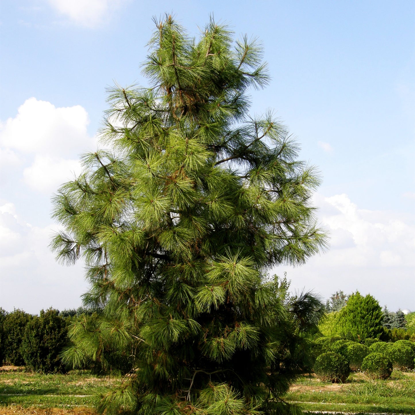 Jeffrey-Kiefer (Pinus jeffreyi)