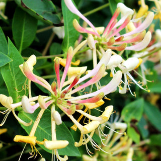 Jelängerjelieber (Lonicera caprifolium)