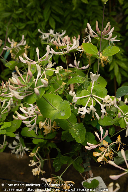 Jelängerjelieber (Lonicera caprifolium)