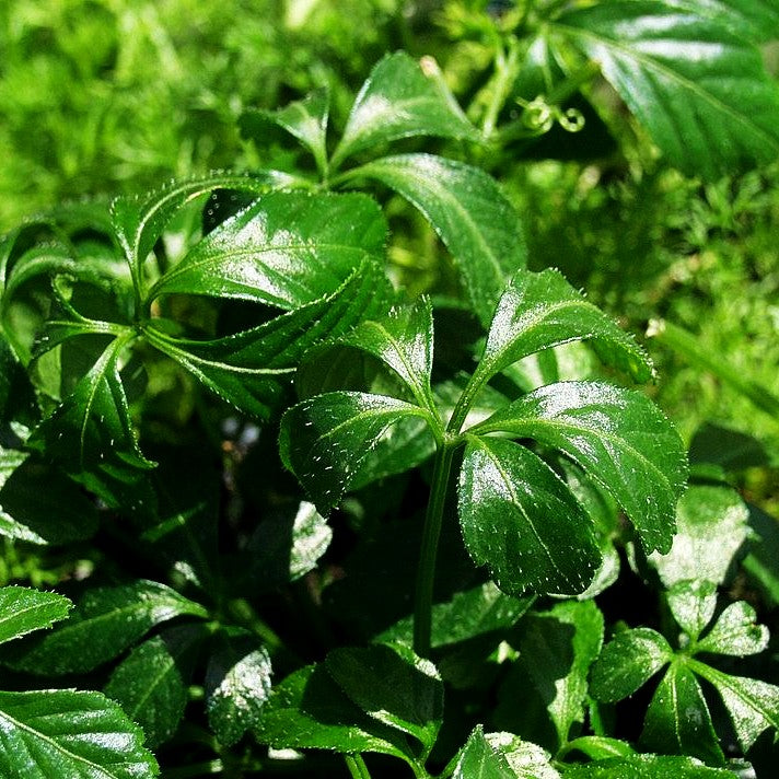 Jiaogulan, Kraut des ewigen Lebens (Gynostemma pentaphyllum)