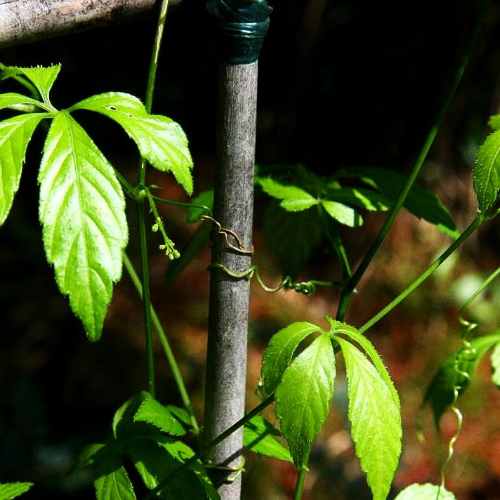 Jiaogulan, Kraut des ewigen Lebens (Gynostemma pentaphyllum)