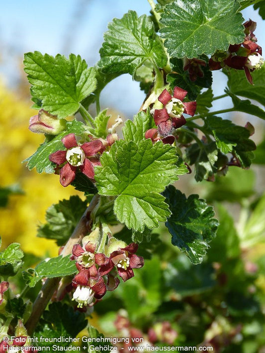 Jochelbeere (Ribes Jochelbeere)