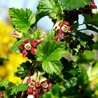 Jochelbeere (Ribes Jochelbeere)