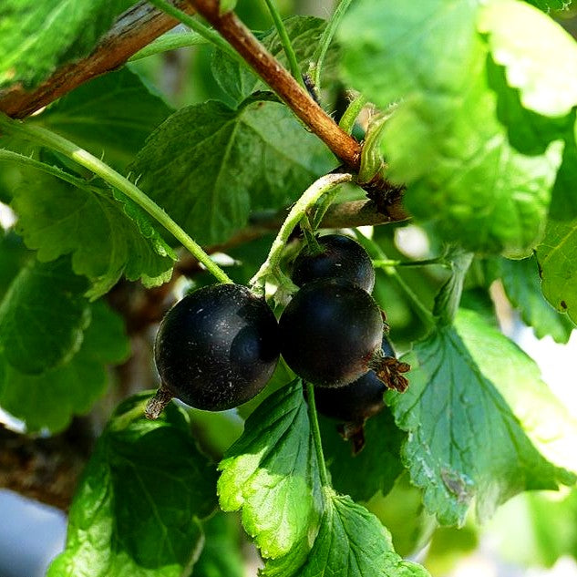 Jochelbeere (Ribes Jochelbeere)