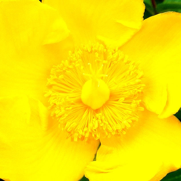 Johanniskraut 'Hidcote' (Hypericum patulum)
