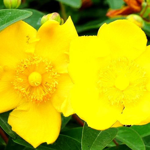 Johanniskraut 'Hidcote' (Hypericum patulum)