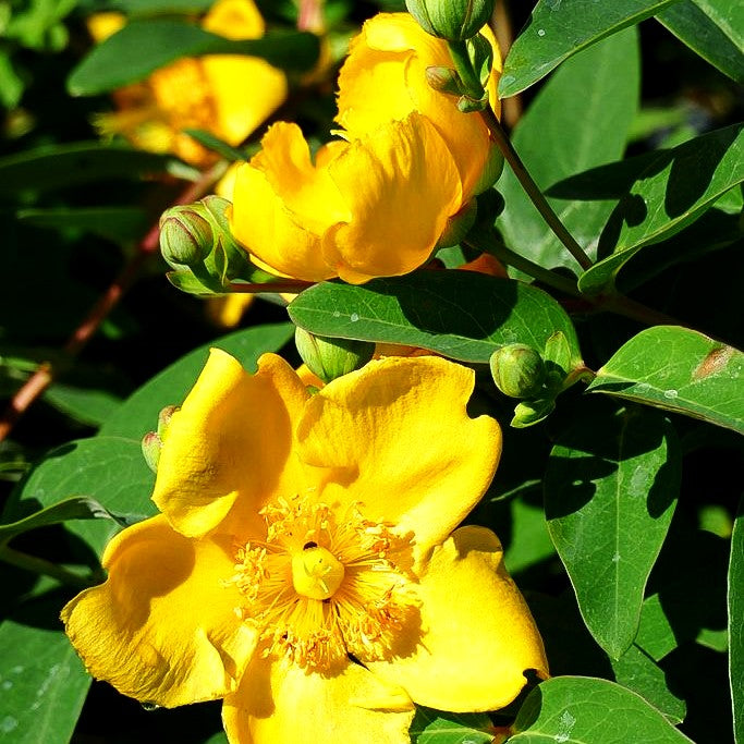 Johanniskraut 'Hidcote' (Hypericum patulum)