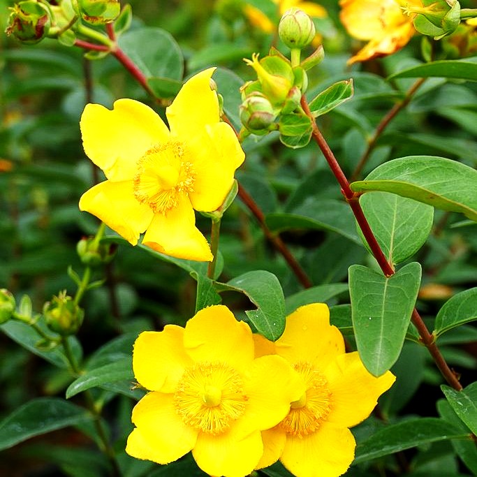 Johanniskraut 'Hidcote' (Hypericum patulum)