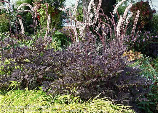 Juli-Silberkerze 'Black Negligee' (Cimicifuga racemosa)